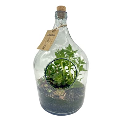 Terrario en botella mediana
