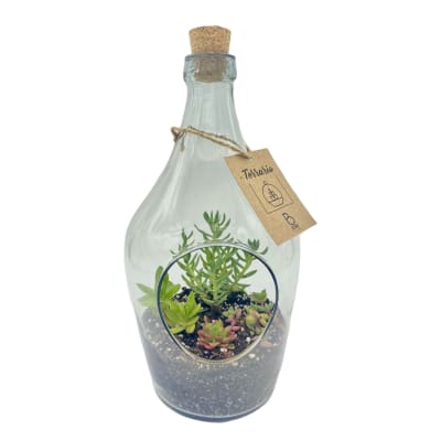 Terrario en botella chica Terrario en botella chica