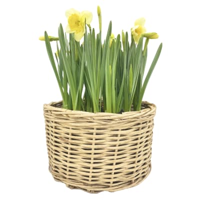 Canasto grande con narcisos