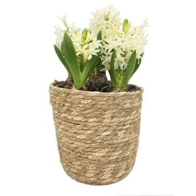 Canasto mediano con jacintos