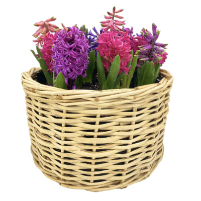 Canasto grande con jacintos