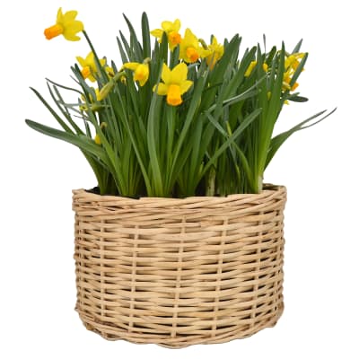 Canasto grande con narcisos