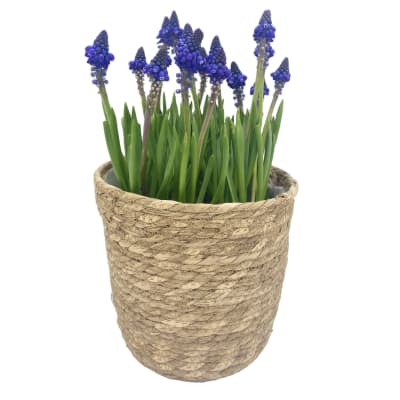 Canasto mediano con muscari azul