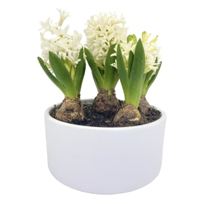 Cerámica mediana con jacintos