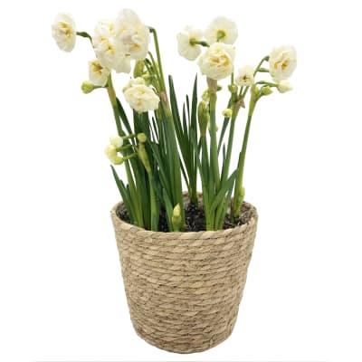 Canasto mediano con narcisos