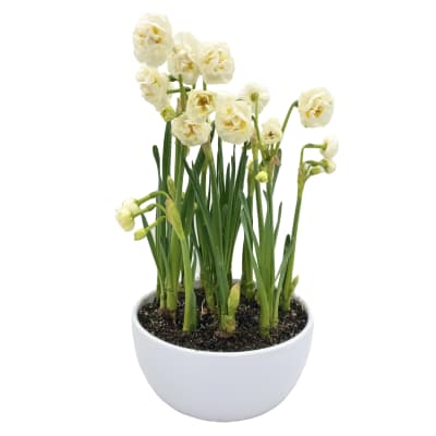 Cerámica mediana con narcisos