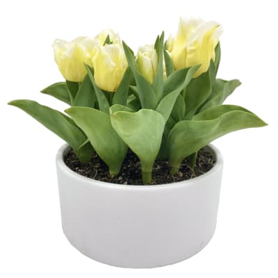 Cerámica Mediana Tulipán