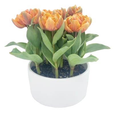Cerámica Mediana Tulipán