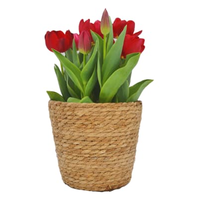 Canasto mediano con tulipanes