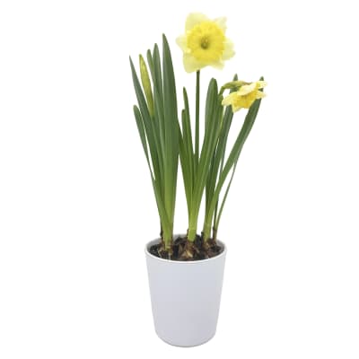 Narcisos en macetero de cerámica