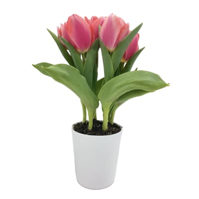 Tulipanes en macetero de cerámica