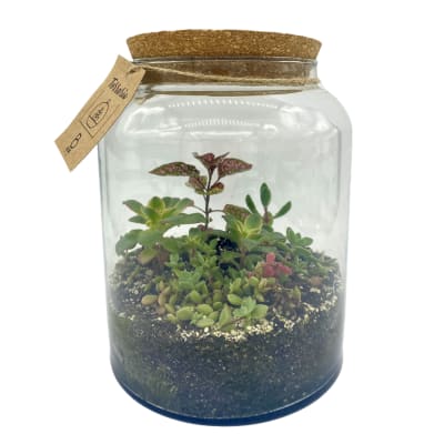 Terrario en frasco grande Terrario en frasco grande