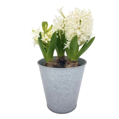 Jacintos en macetero de latón