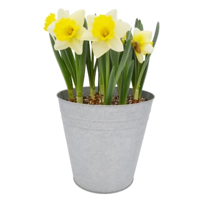 Latón grande con narcisos