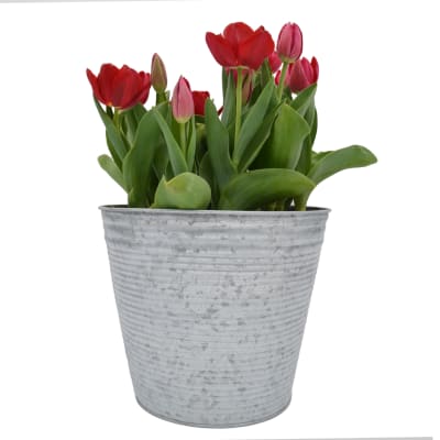 Laton grande con tulipanes