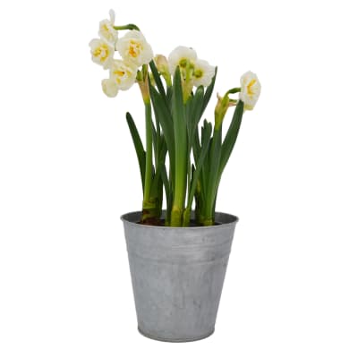 Narcisos en macetero de latón