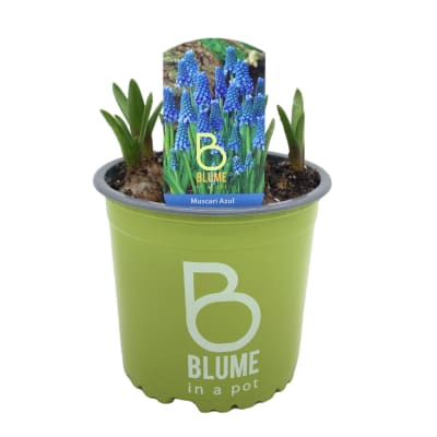 Muscari azul en macetero plástico