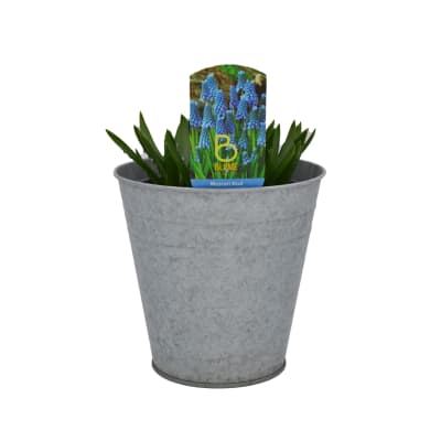 Muscari azul en macetero de latón