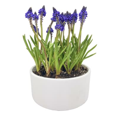 Cerámica mediana con muscari azul