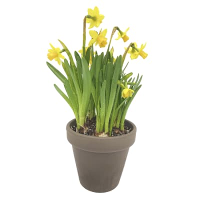 Narcisos en macetero de arcilla