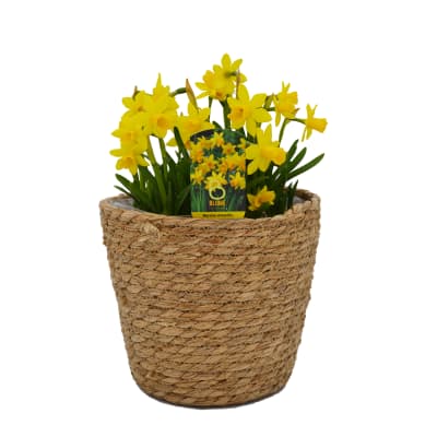 Canasto mediano con narcisos