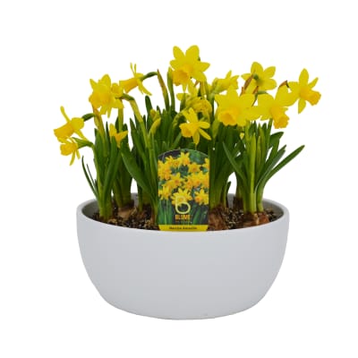 Cerámica mediana con narcisos