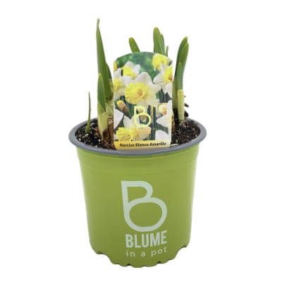 Narcisos en macetero plástico
