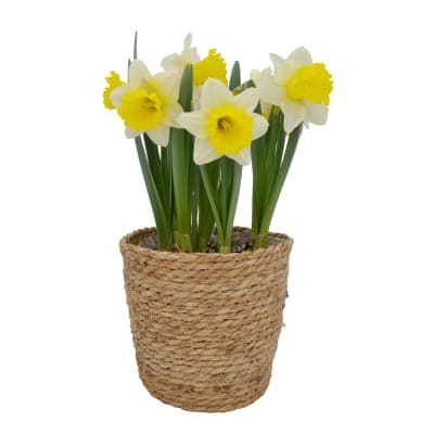 Canasto mediano con narcisos