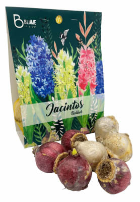 Pack 7 Bulbos de Jacinto