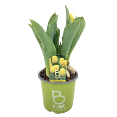 Tulipanes en macetero plástico