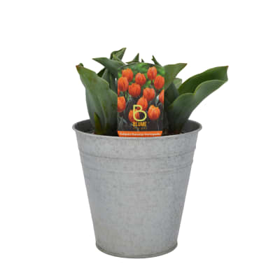 Tulipanes en macetero de latón