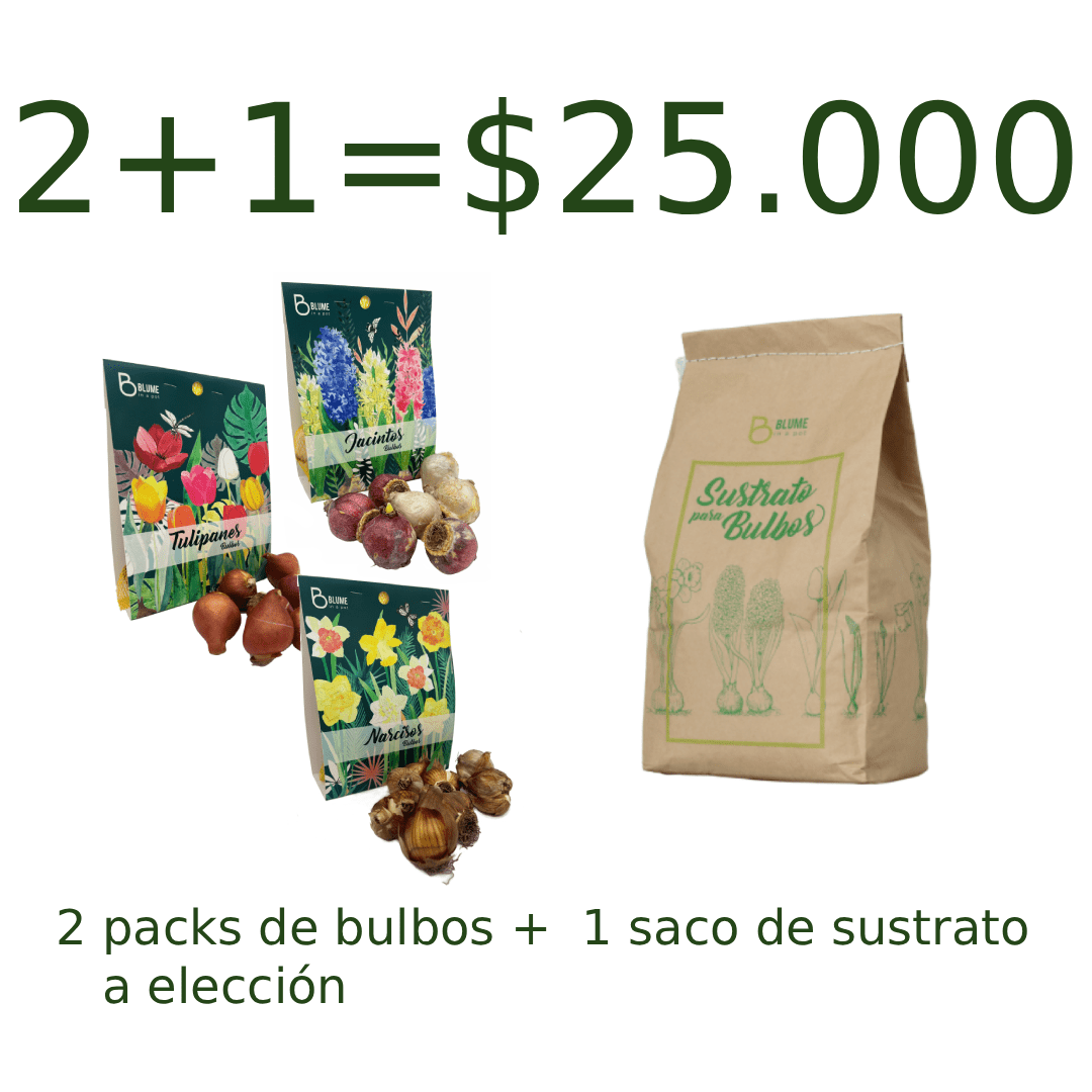 Promoción 2+11