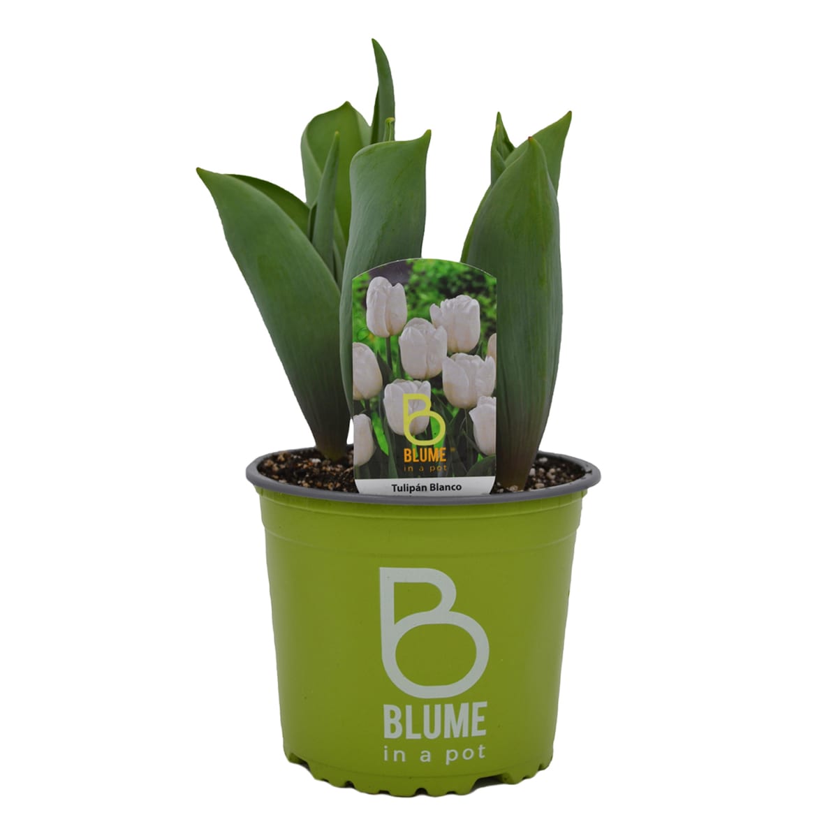 Tulipanes en macetero plástico8