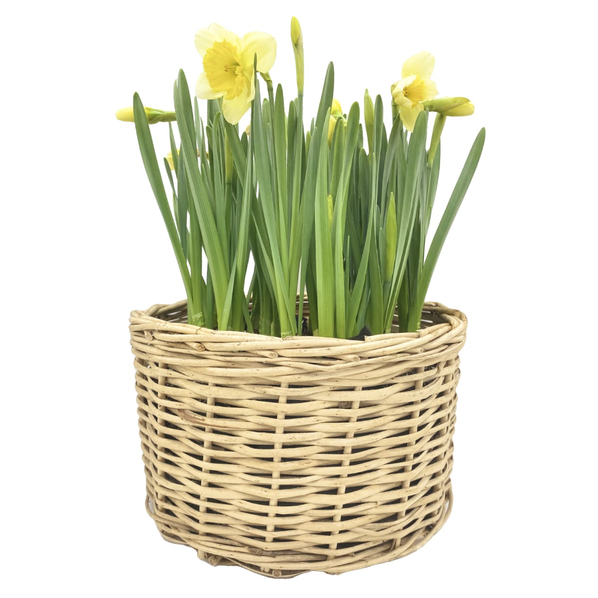 Canasto grande con narcisos2