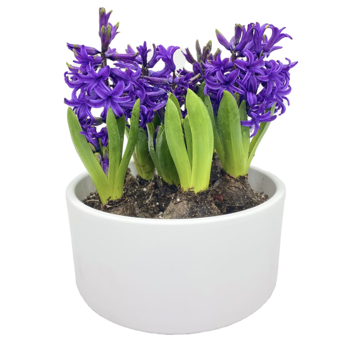 Cerámica mediana con jacintos1