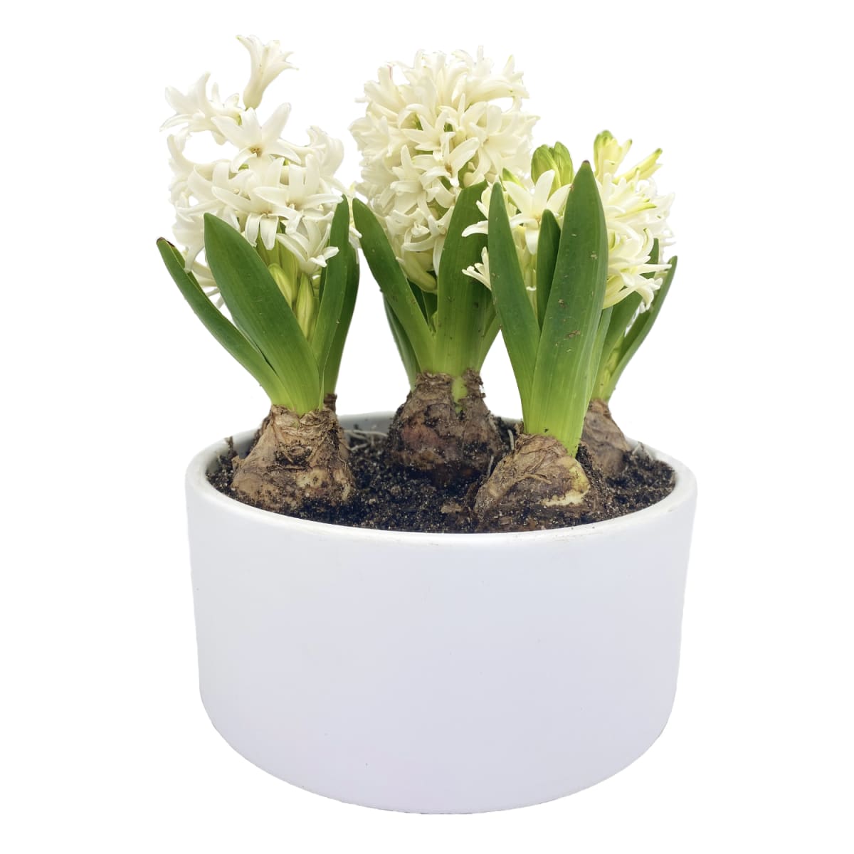 Cerámica mediana con jacintos2