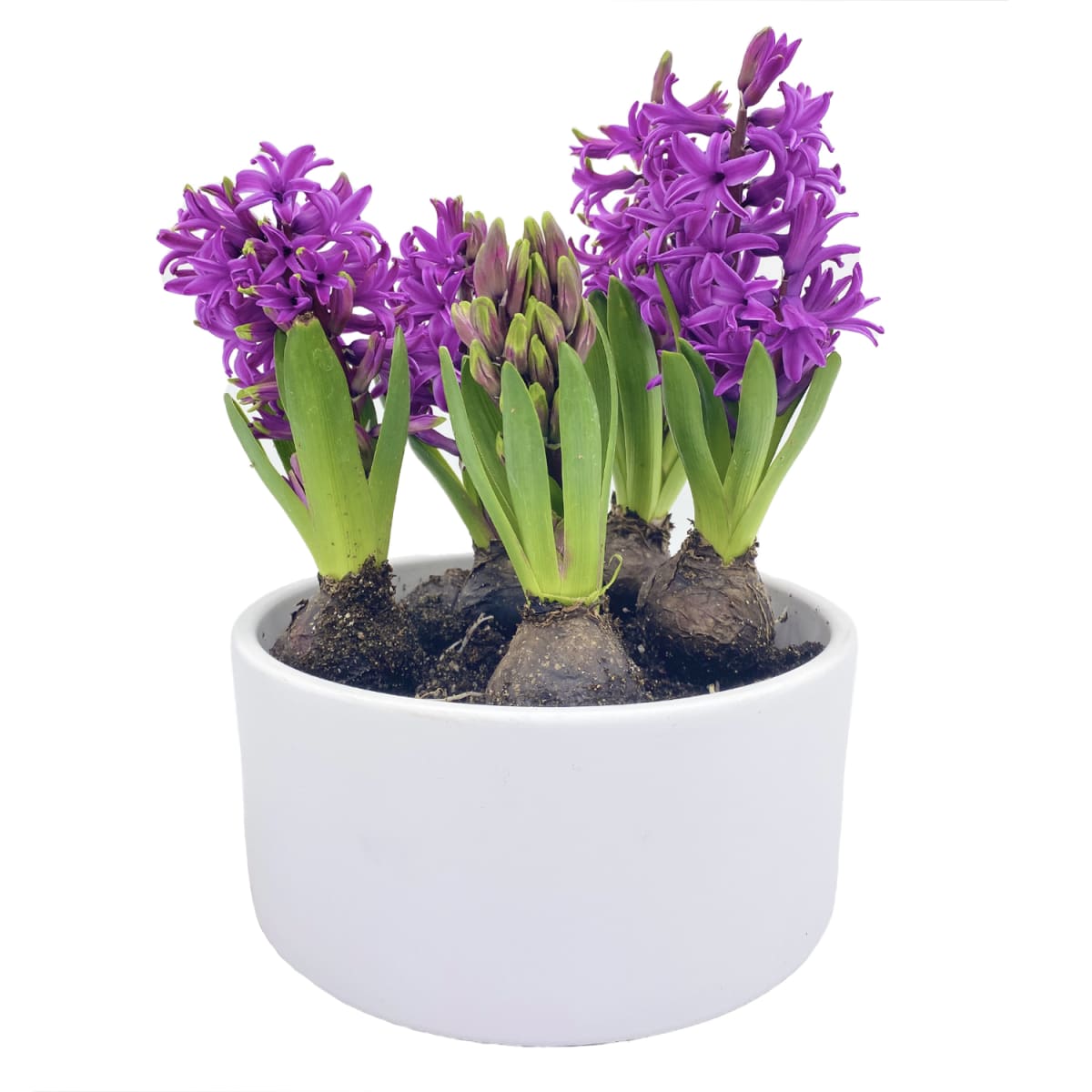 Cerámica mediana con jacintos3