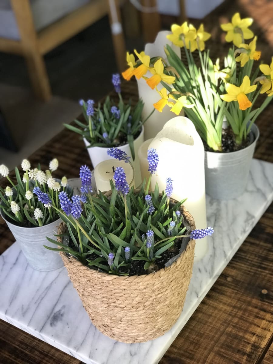 Canasto mediano con muscari azul2