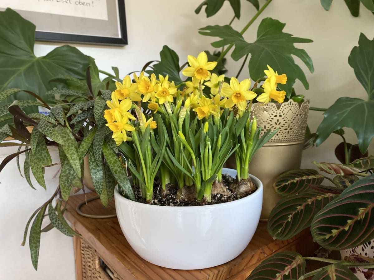 Cerámica mediana con narcisos3