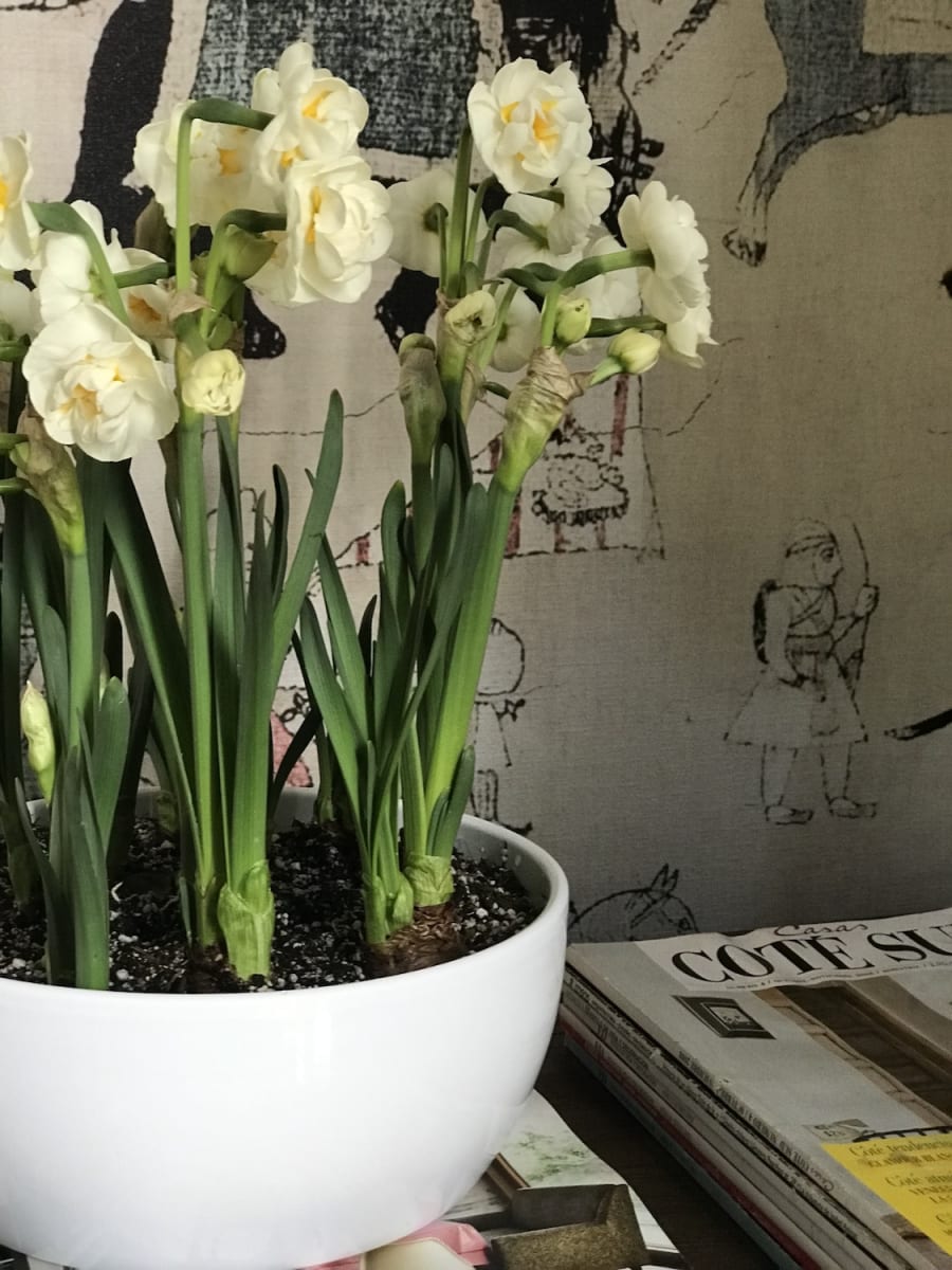 Cerámica mediana con narcisos4