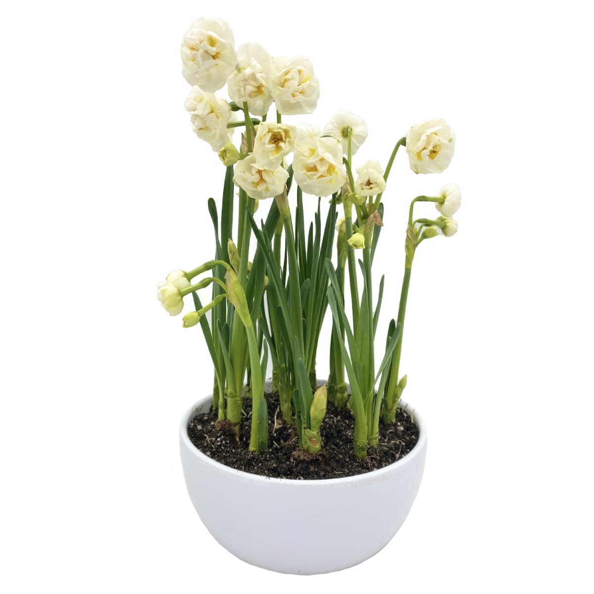 Cerámica mediana con narcisos2