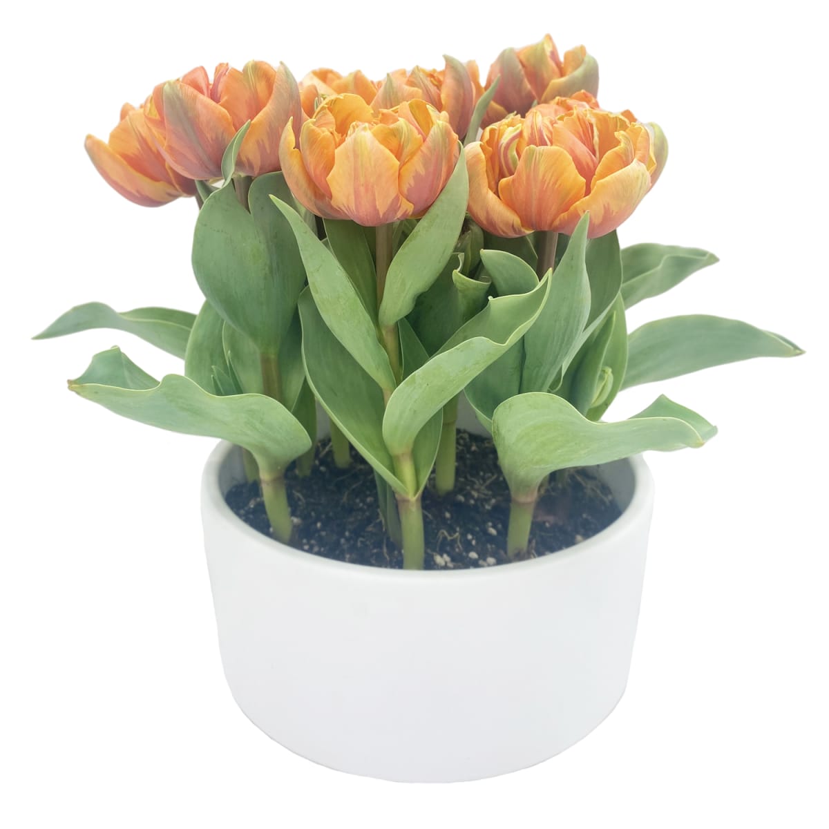 Cerámica Mediana Tulipán2