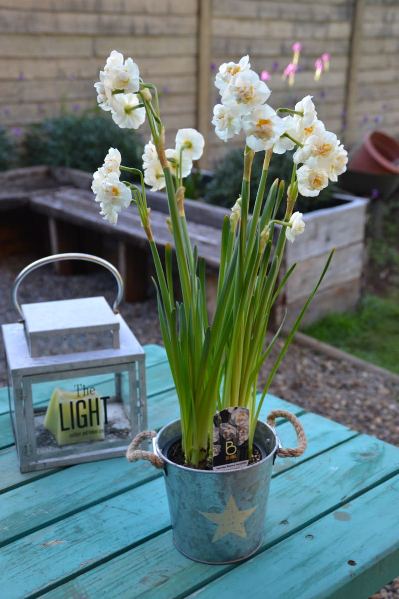 Narcisos en macetero de latón6