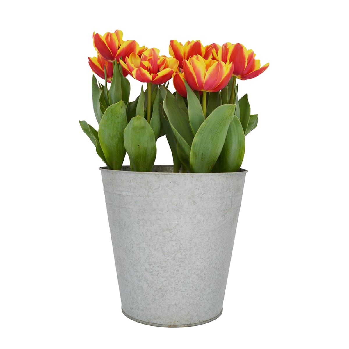 Laton grande con tulipanes10