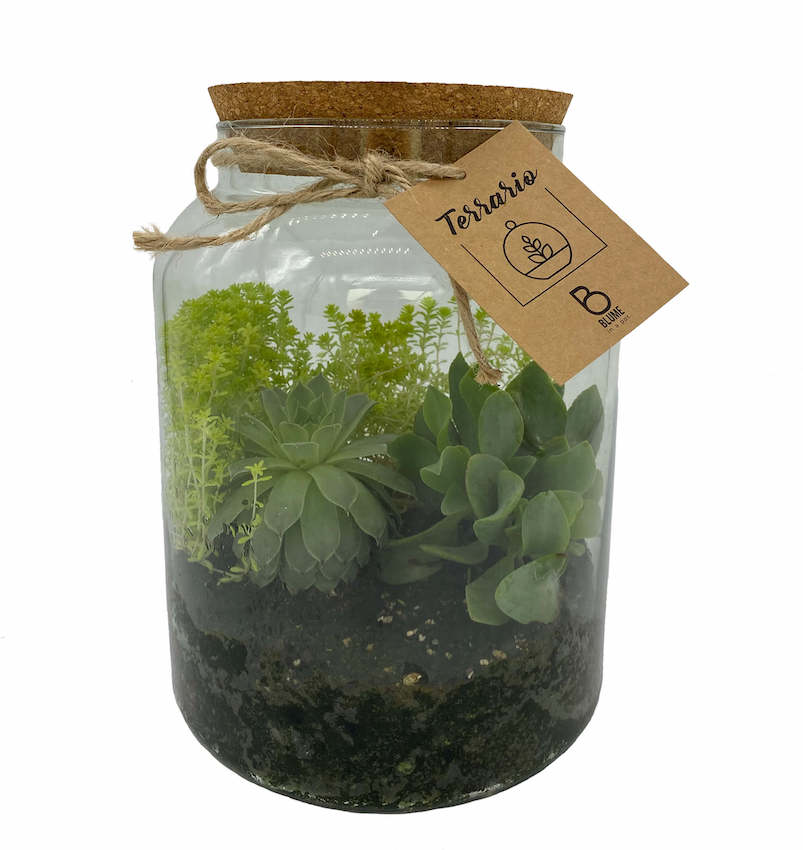 Terrario en frasco grande1