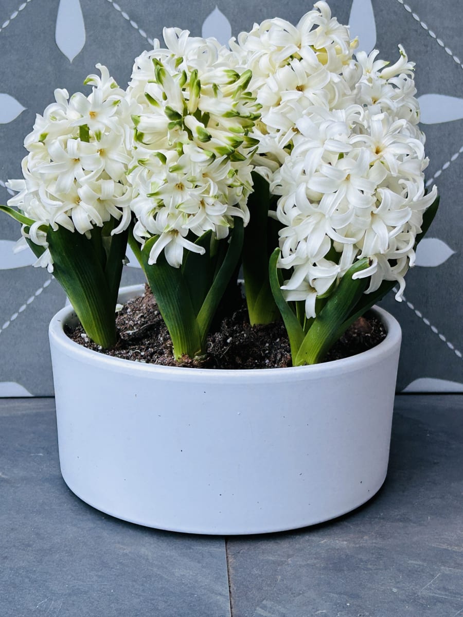 Cerámica mediana con jacintos9