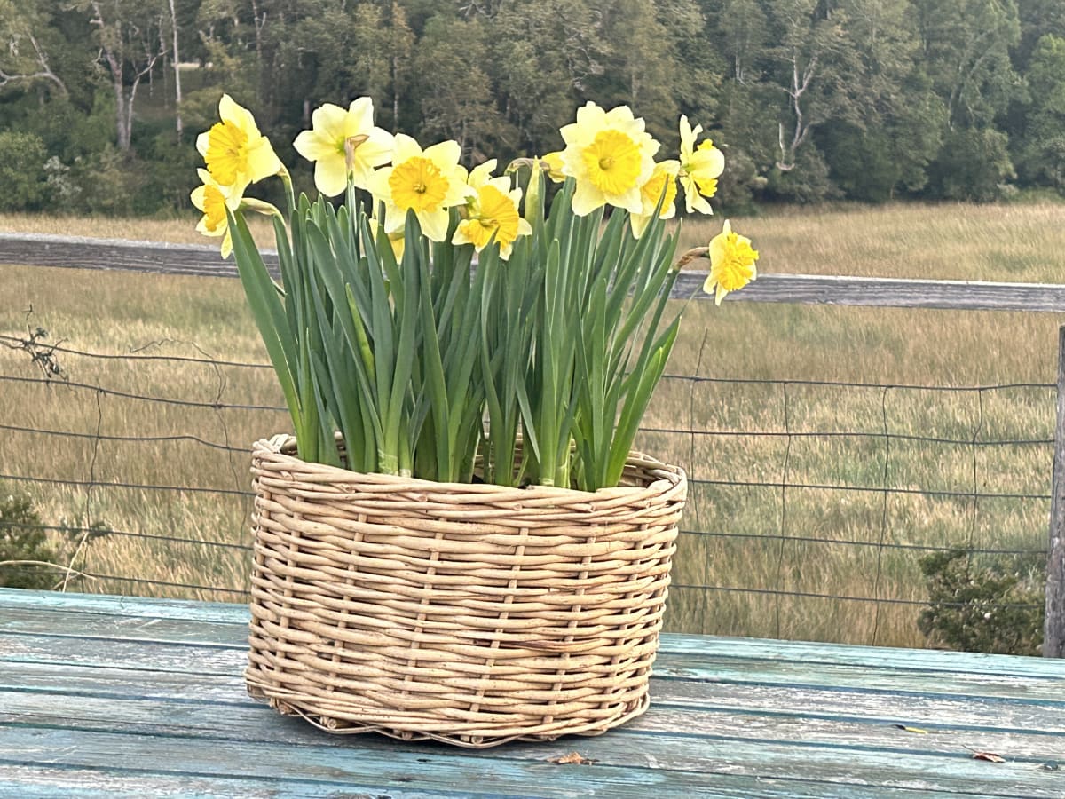 Canasto grande con narcisos4