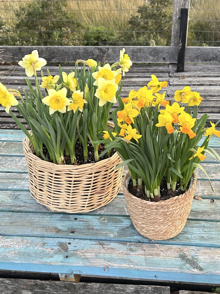 Canasto grande con narcisos5