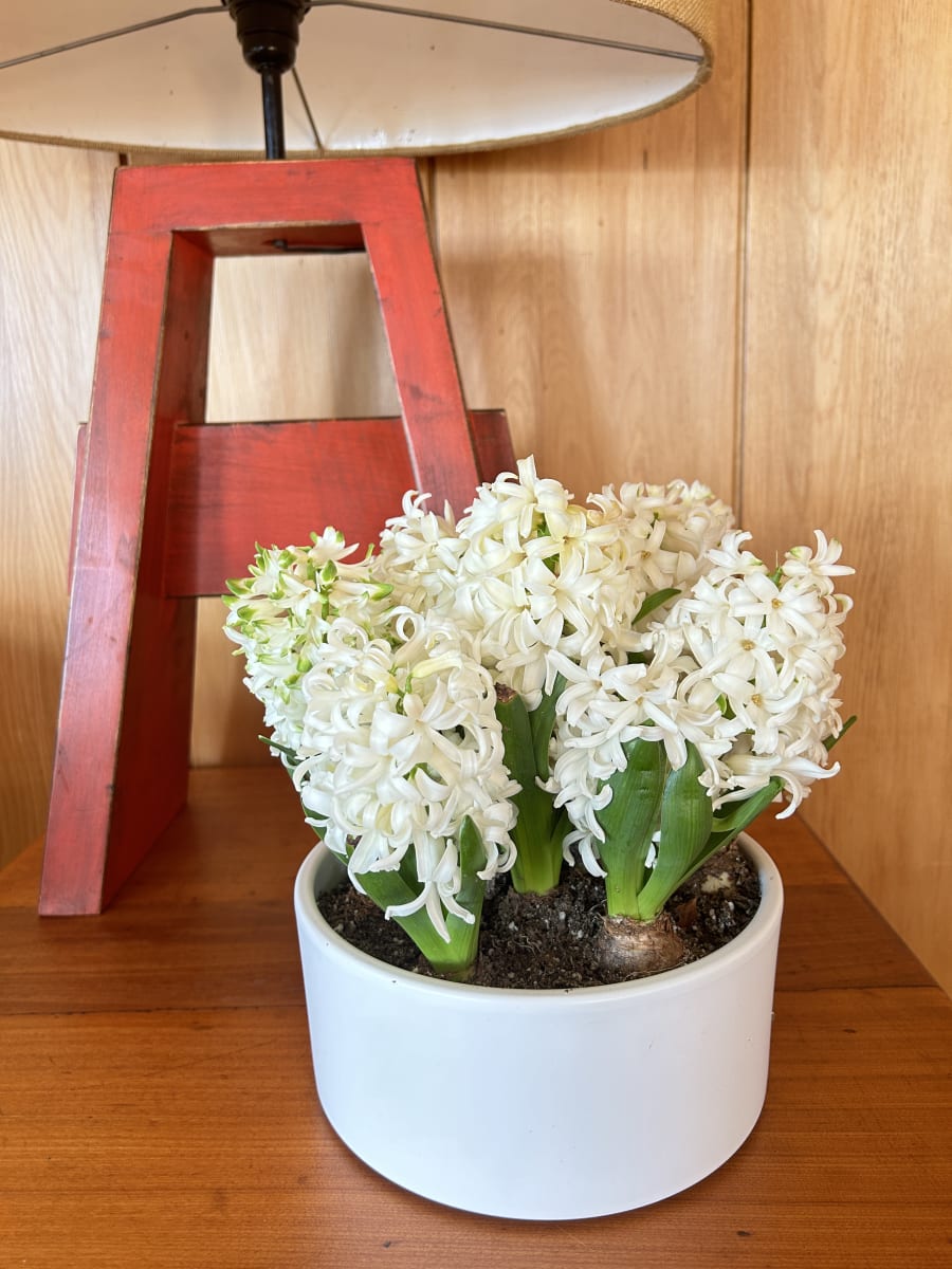 Cerámica mediana con jacintos10