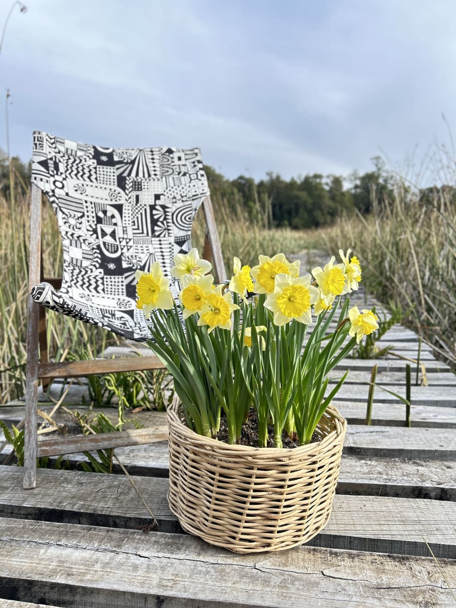 Canasto grande con narcisos6